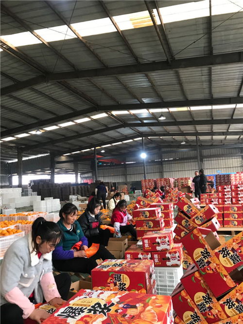 東坡區(qū) 打造精品水果 香飄國際市場(chǎng)